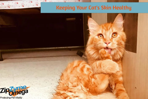 Keeping Your Cat’s Skin Healthy