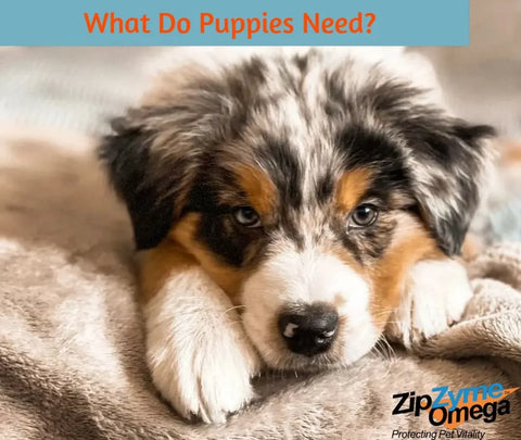 What Do Puppies Need?