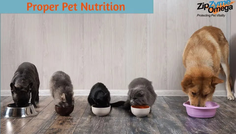 Proper Pet Nutrition